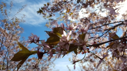 Devostock Cherry blossoms  (276)