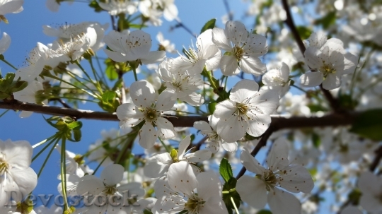 Devostock Cherry blossoms  (277)