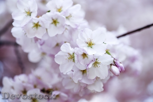 Devostock Cherry blossoms  (278)