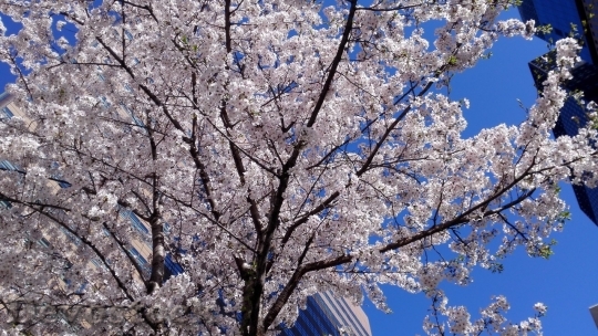 Devostock Cherry blossoms  (279)