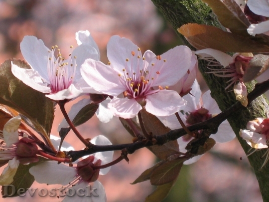 Devostock Cherry blossoms  (284)