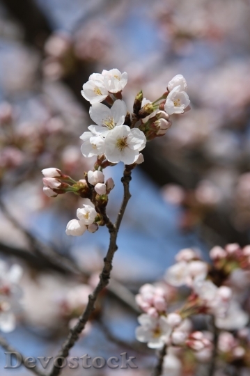 Devostock Cherry blossoms  (285)