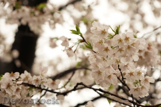 Devostock Cherry blossoms  (287)