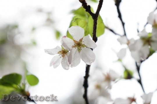 Devostock Cherry blossoms  (290)