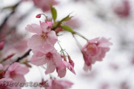 Devostock Cherry blossoms  (291)