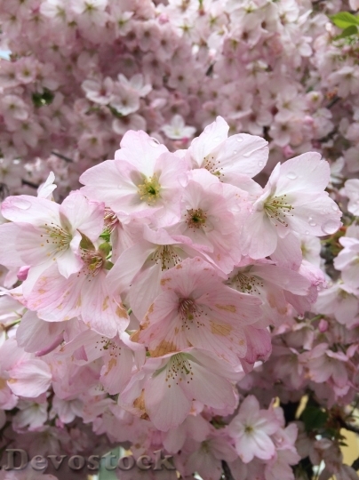 Devostock Cherry blossoms  (295)