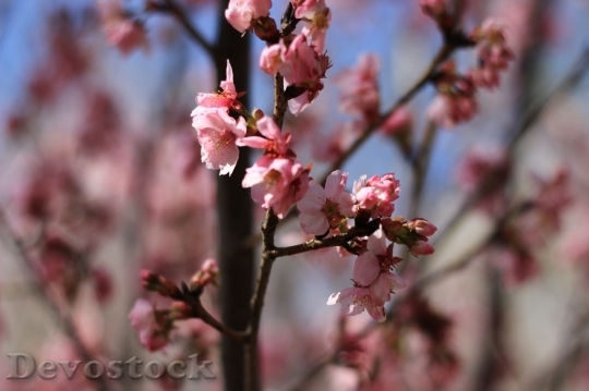 Devostock Cherry blossoms  (298)