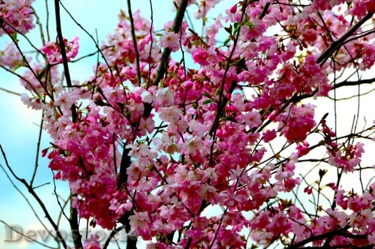 Devostock Cherry blossoms  (299)