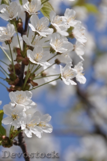 Devostock Cherry blossoms  (3)