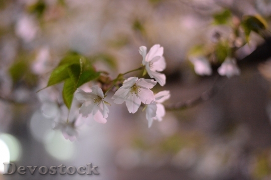 Devostock Cherry blossoms  (301)