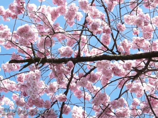 Devostock Cherry blossoms  (303)
