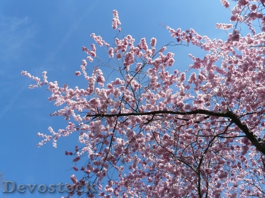 Devostock Cherry blossoms  (305)