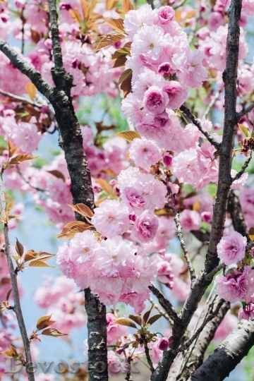 Devostock Cherry blossoms  (308)