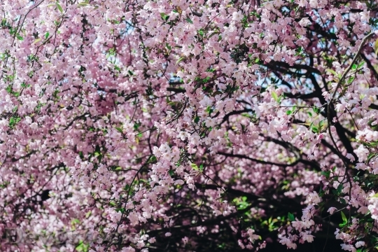 Devostock Cherry blossoms  (309)