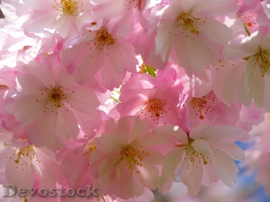 Devostock Cherry blossoms  (31)