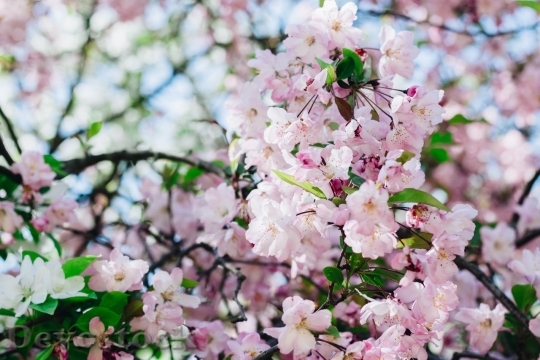 Devostock Cherry blossoms  (310)
