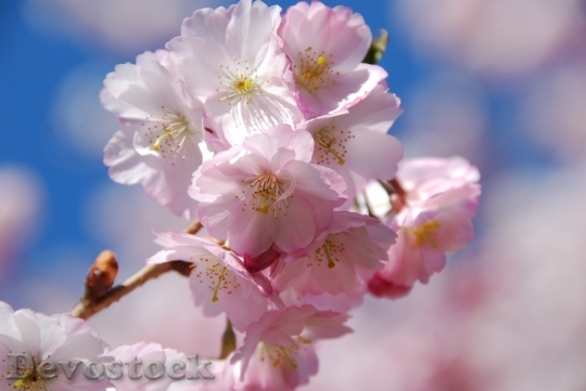Devostock Cherry blossoms  (311)
