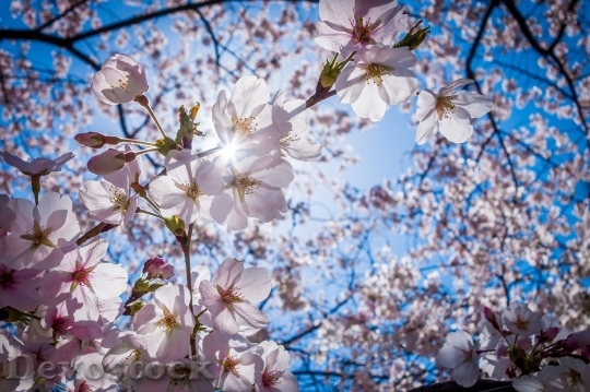 Devostock Cherry blossoms  (313)