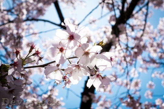 Devostock Cherry blossoms  (314)