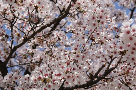 Devostock Cherry blossoms  (315)