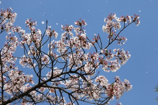 Devostock Cherry blossoms  (316)