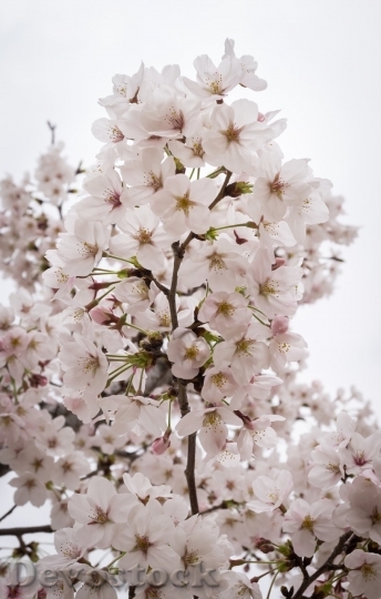 Devostock Cherry blossoms  (318)