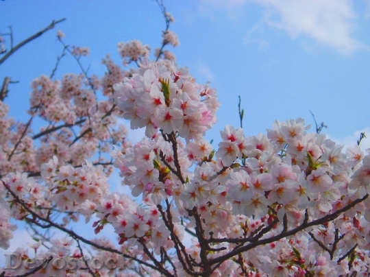 Devostock Cherry blossoms  (319)
