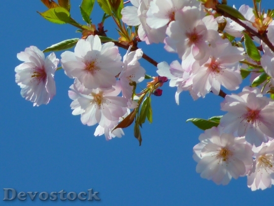 Devostock Cherry blossoms  (32)