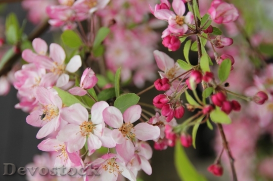 Devostock Cherry blossoms  (320)
