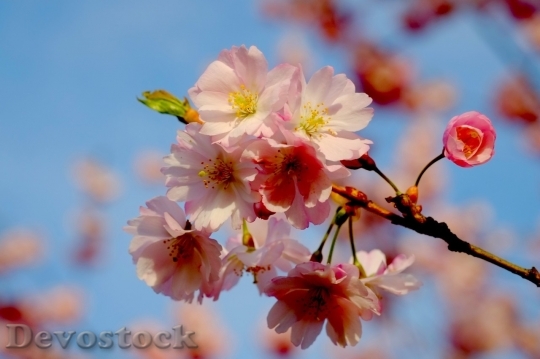 Devostock Cherry blossoms  (323)