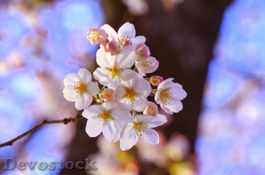 Devostock Cherry blossoms  (326)