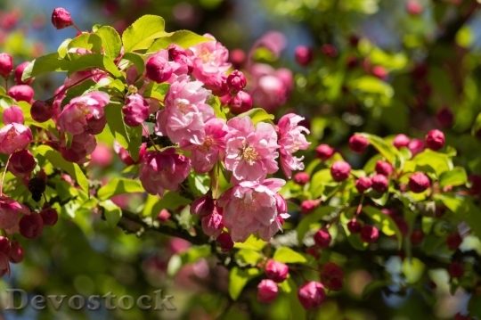 Devostock Cherry blossoms  (327)