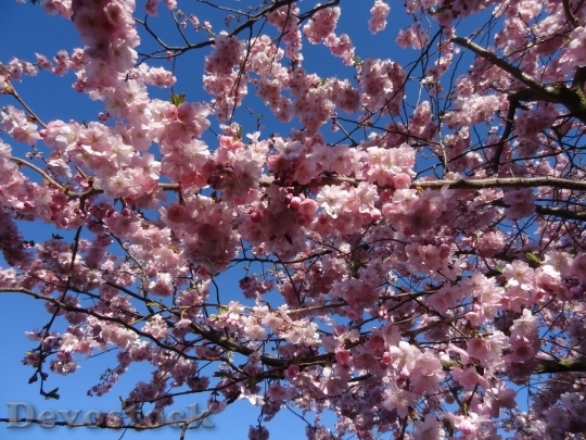 Devostock Cherry blossoms  (328)