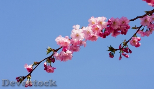 Devostock Cherry blossoms  (329)