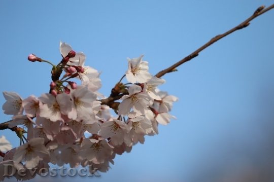 Devostock Cherry blossoms  (33)