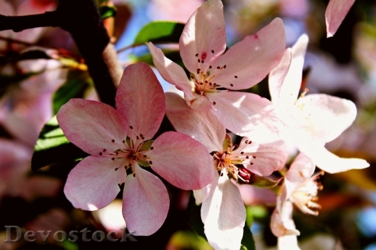 Devostock Cherry blossoms  (331)