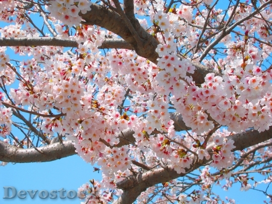 Devostock Cherry blossoms  (336)
