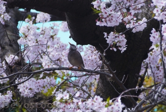 Devostock Cherry blossoms  (338)