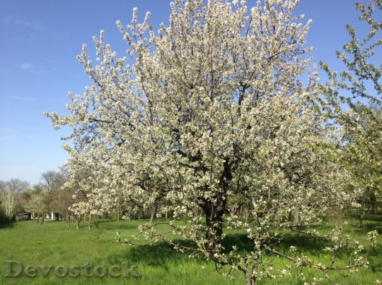 Devostock Cherry blossoms  (342)