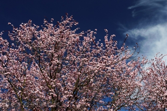 Devostock Cherry blossoms  (350)