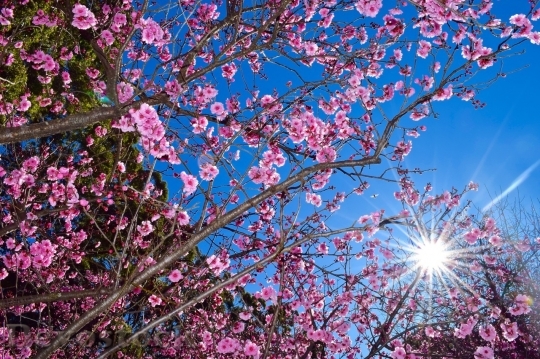 Devostock Cherry blossoms  (352)
