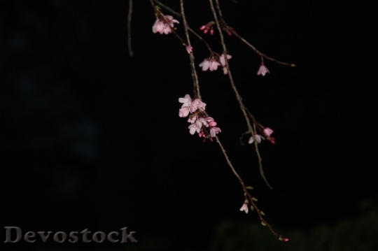 Devostock Cherry blossoms  (353)