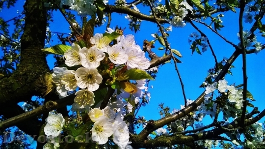 Devostock Cherry blossoms  (355)