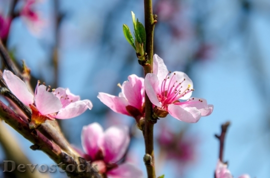 Devostock Cherry blossoms  (356)