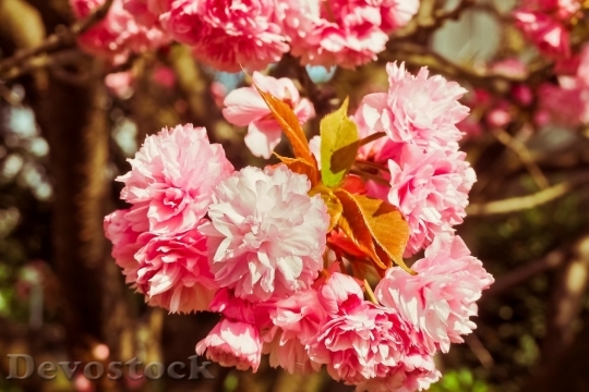 Devostock Cherry blossoms  (357)