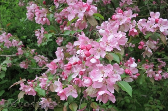 Devostock Cherry blossoms  (358)