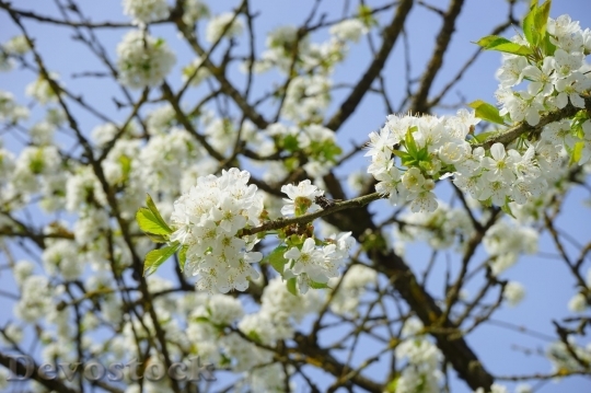 Devostock Cherry blossoms  (364)