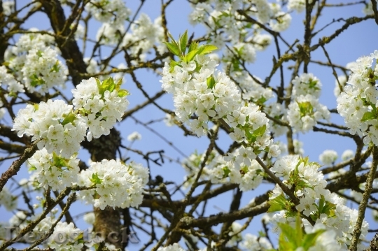 Devostock Cherry blossoms  (365)
