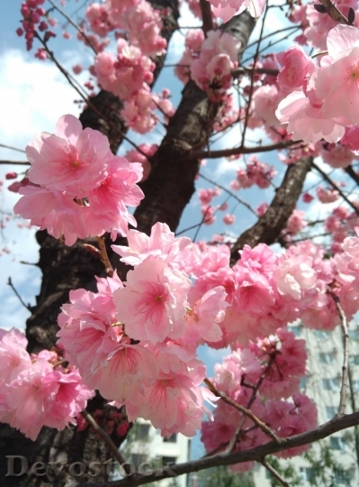 Devostock Cherry blossoms  (369)