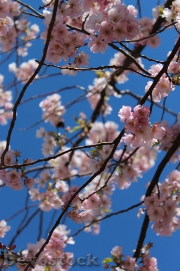 Devostock Cherry blossoms  (37)